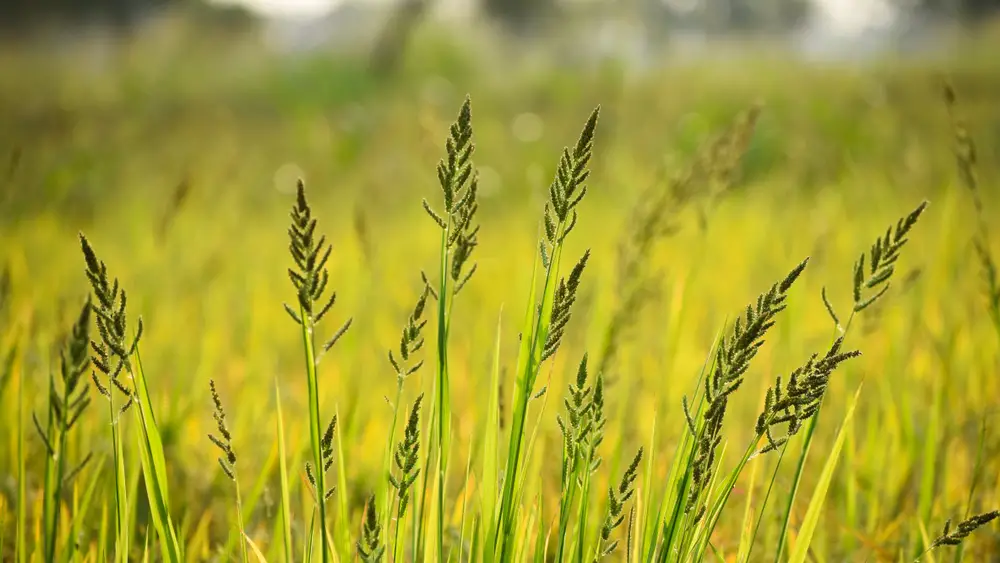 Barnyard grass or Cockspur grass or Barnyard millets and Billion-dollar grasses (Echinochloa crus-galli)