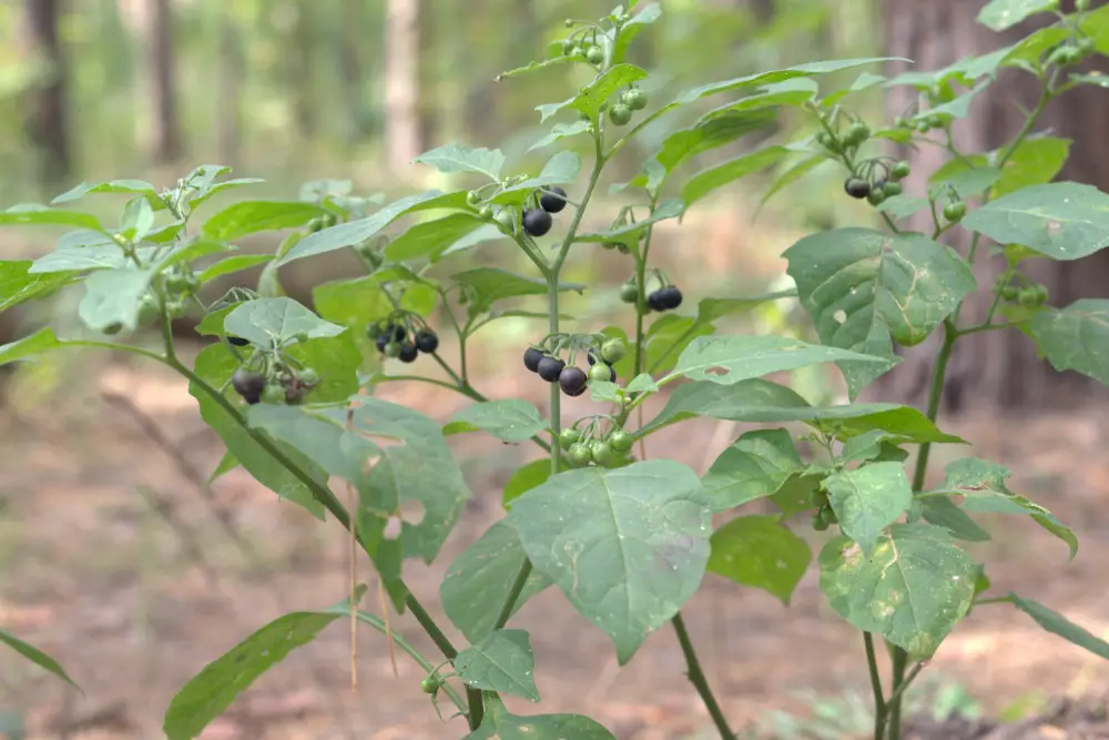 Black Nightshade