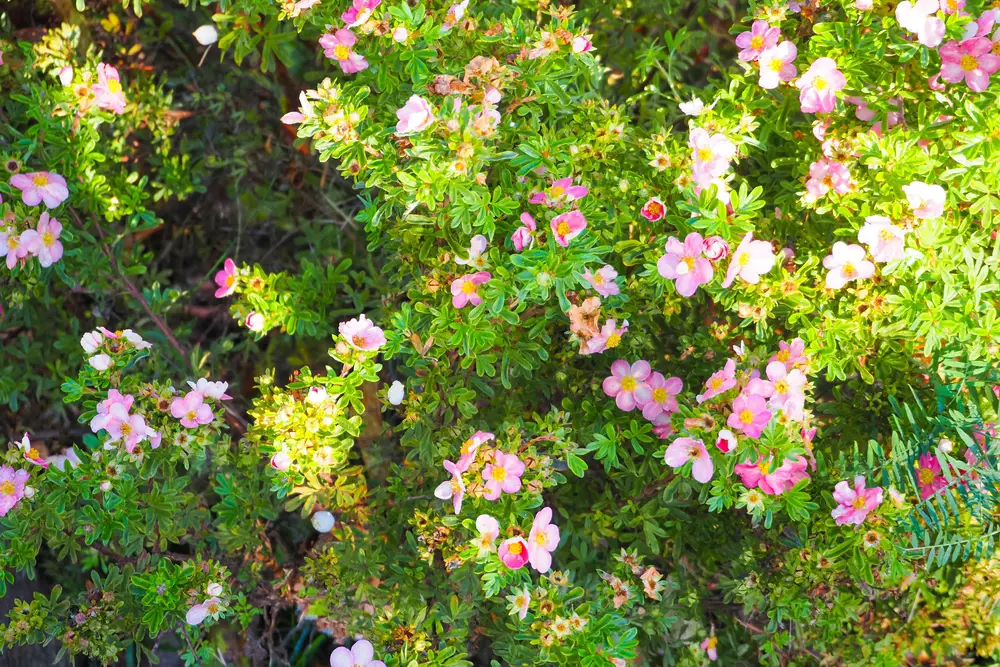 Bush Cinquefoil or Potentilla fruticosa pink flowers in garden