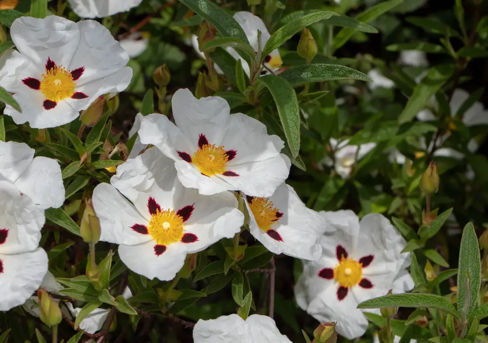 Cistus ladanifer or labdanum or gum rockrose