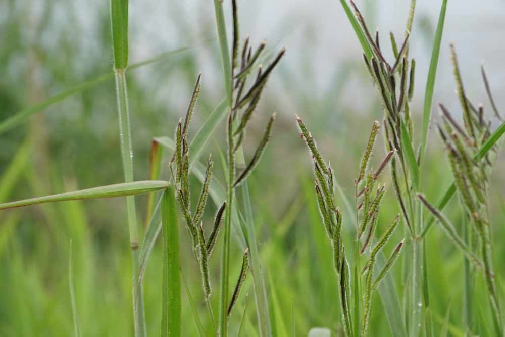 Dallisgrass or Paspalum dilatatum, Dallas grass, sticky heads