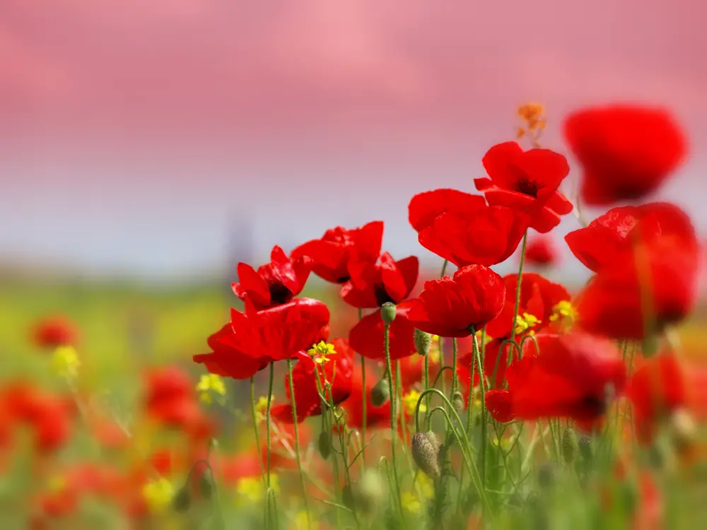 Poppies in Field