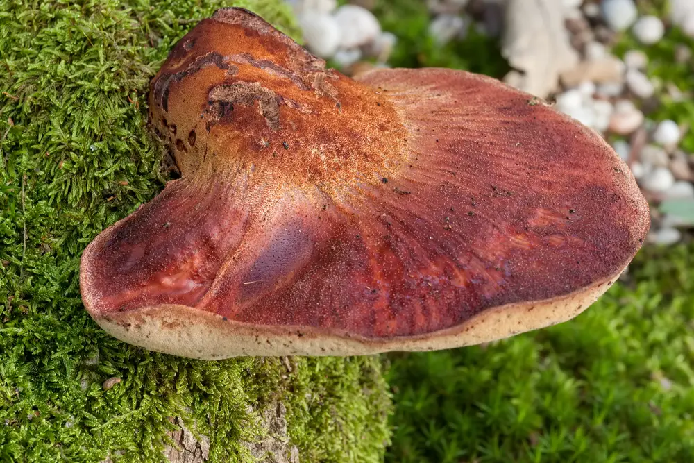 Fistulina Hepatica