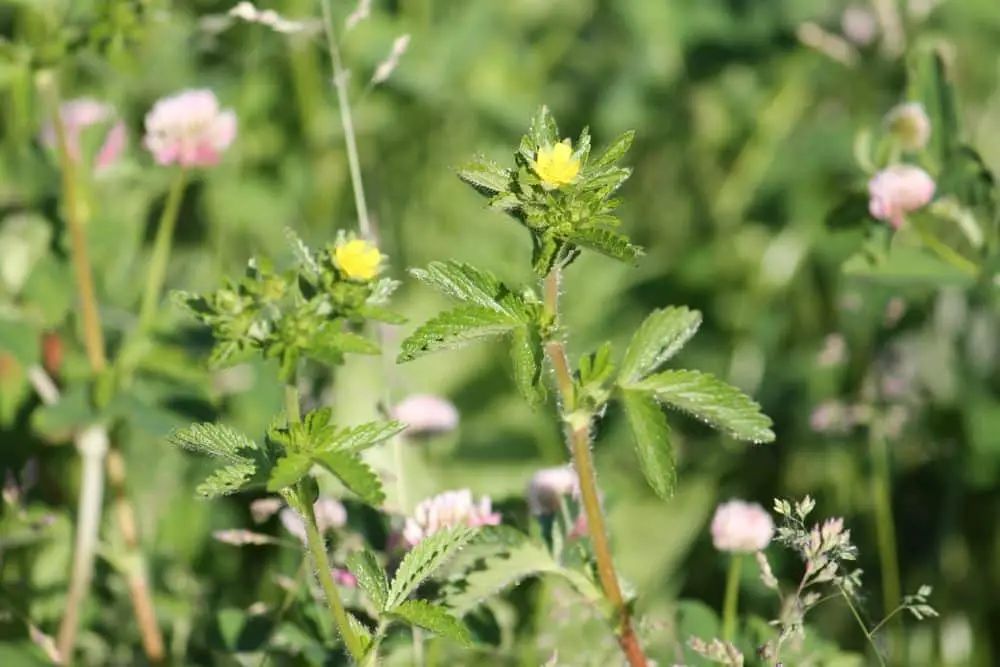 Flowering ternate leaved cinquefoil Potentilla norvegica plant in summer meadow