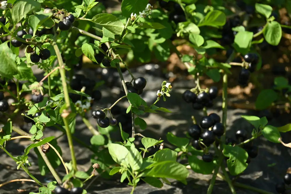 Garden Huckleberry