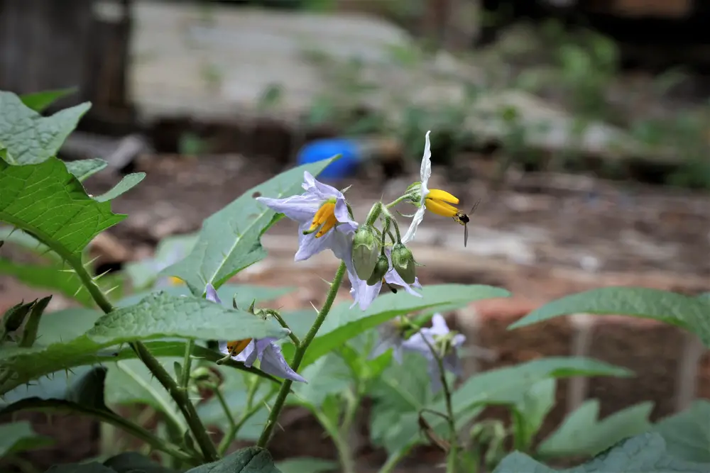 Horse Nettle