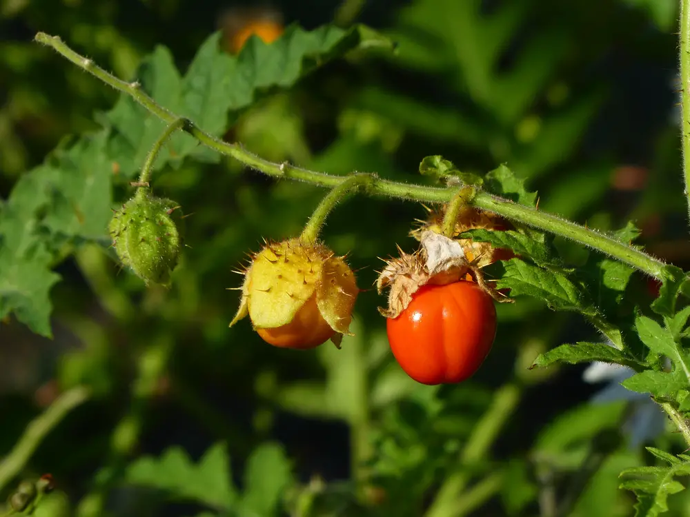 Litchi Tomato