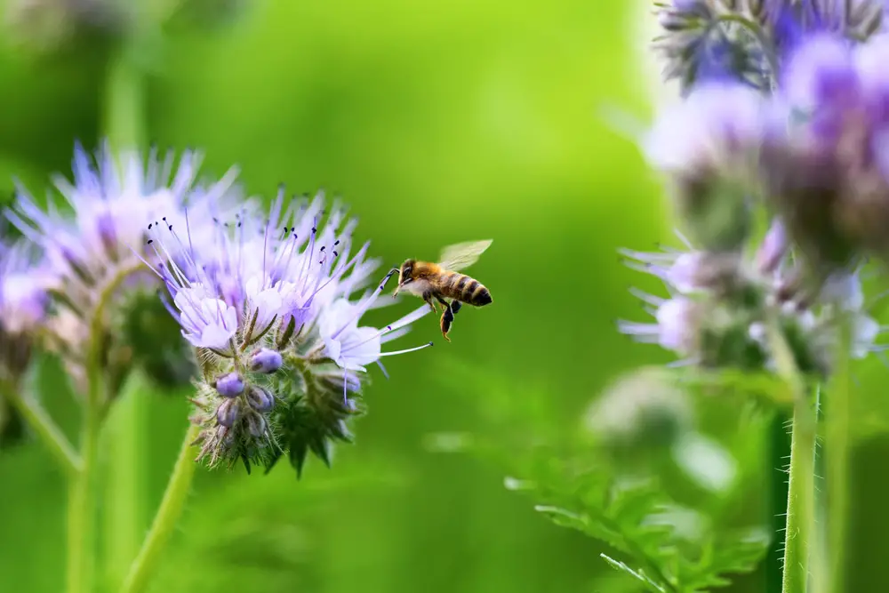 Phacelia