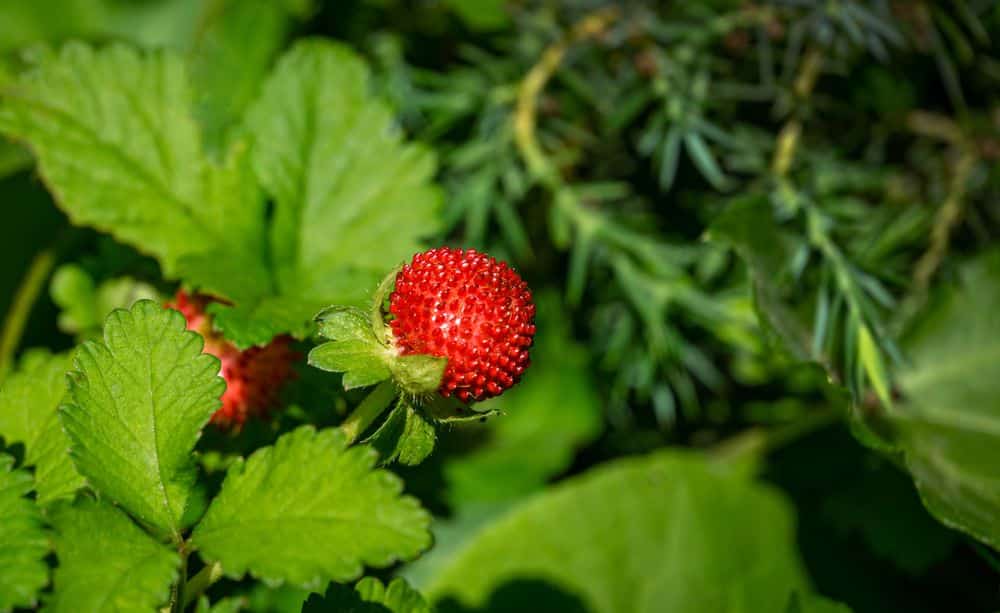 Red Duchesnea Indica berry with green leaves in the garden