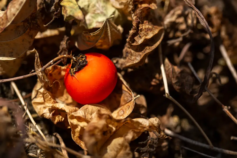 Red Soda Apple