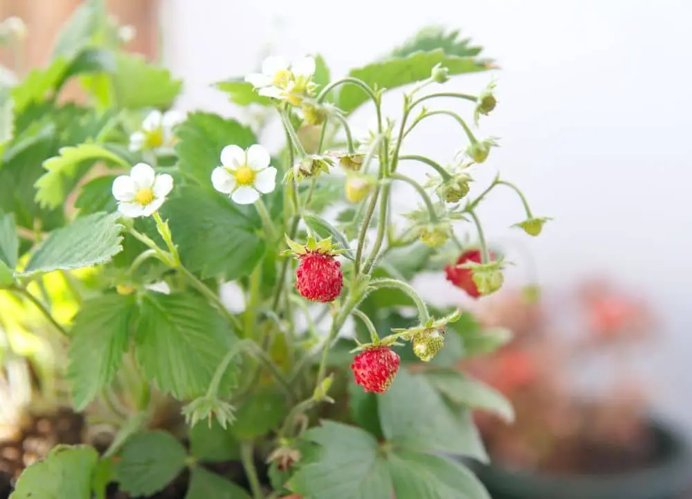 Strawberry plant with fruits and flowers, woodland strawberry, Fragaria vesca