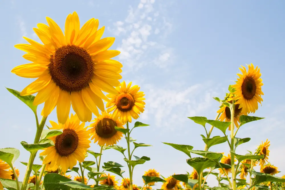 Sunflowers