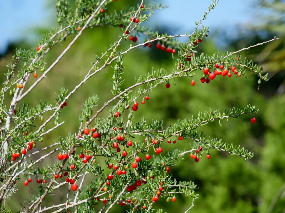 Lycium Carolinianum 