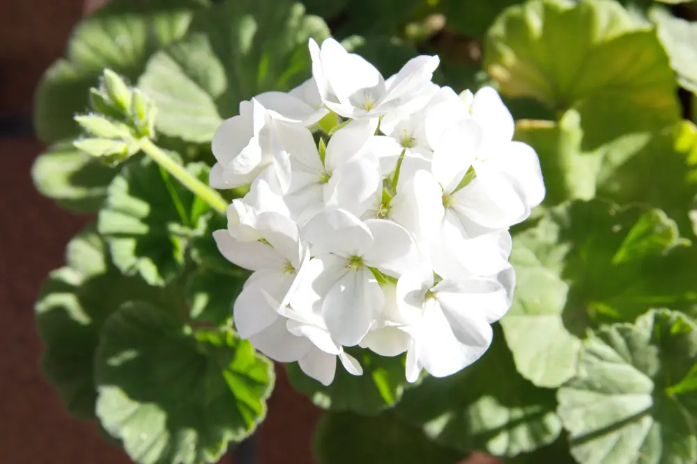 White Geranium