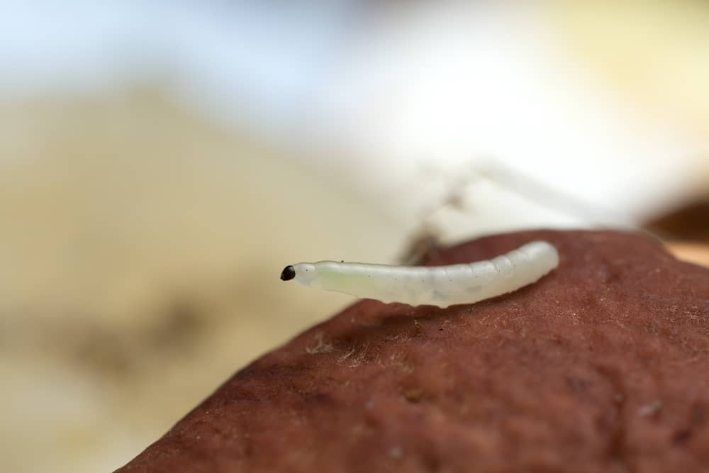 Fungus Gnat Larva Mycetophilidae on Boletus Mushroom