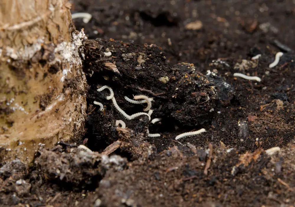 Tiny White Worms in The Soil and How to Treat the Soil