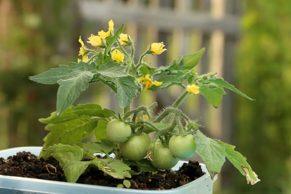 Flowering Tomato Plant