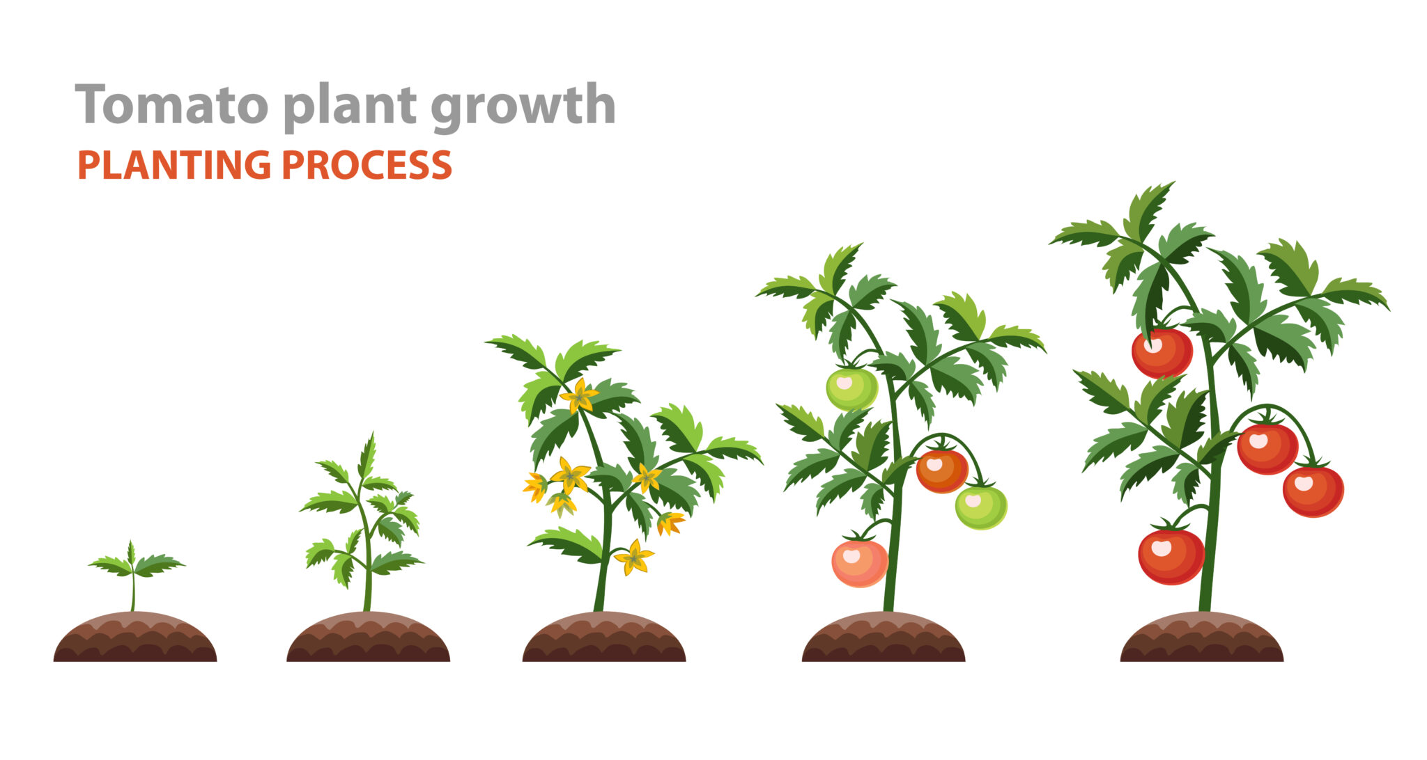 A Comprehensive Guide on Tomato Growth Stages Green Garden Tribe