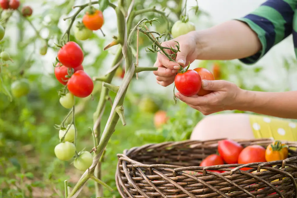 Harvesting Tomatoes