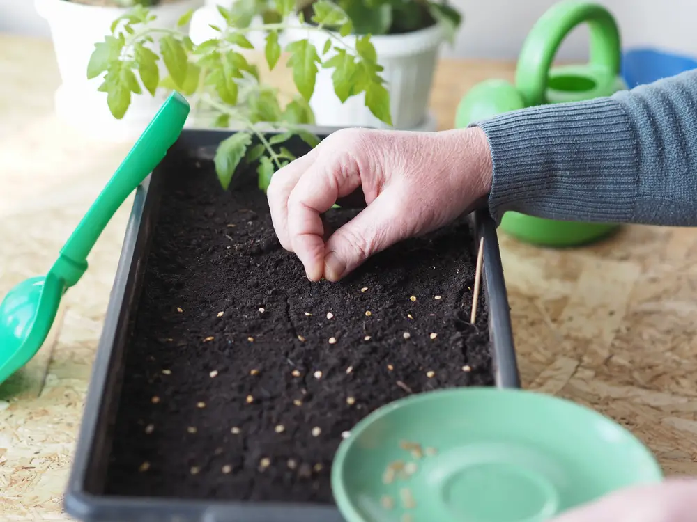 Planting Tomato Seeds