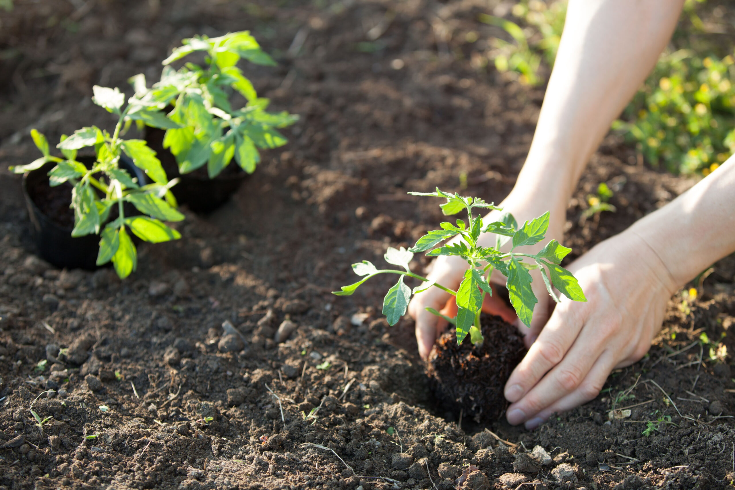 Transplanting Tomato Seedlings into the Garden