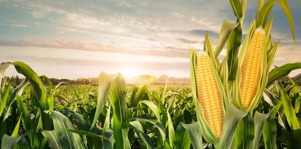 corn in field