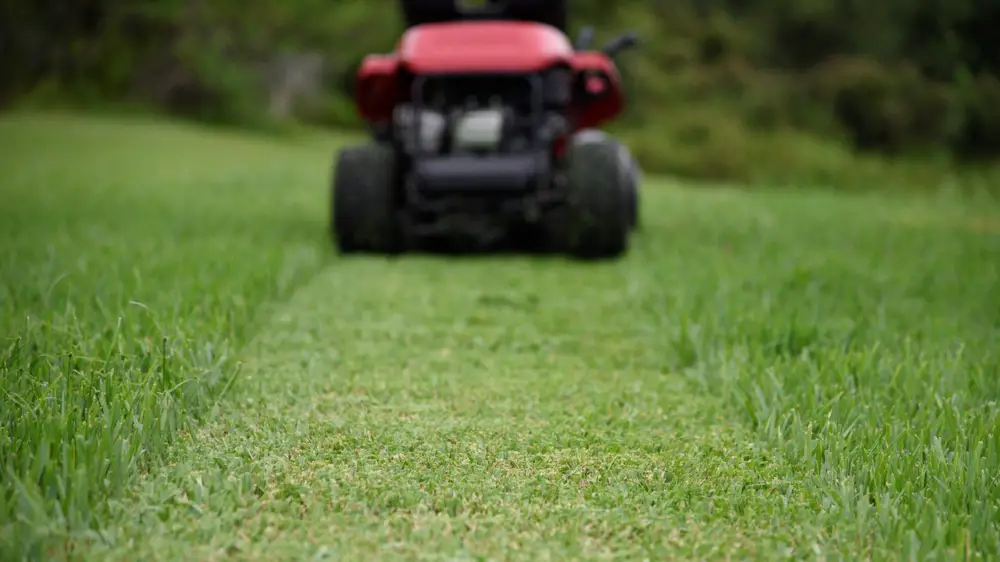 Caring for Your New St. Augustine Sod - What You Need to Know