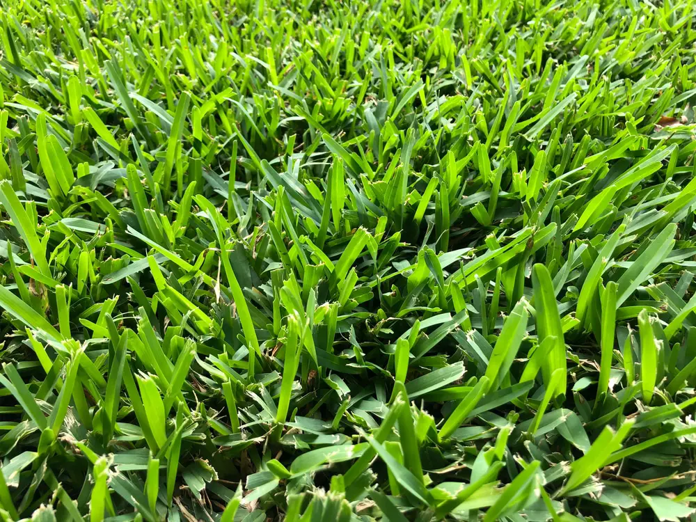 St Augustine turf grass filling the frame