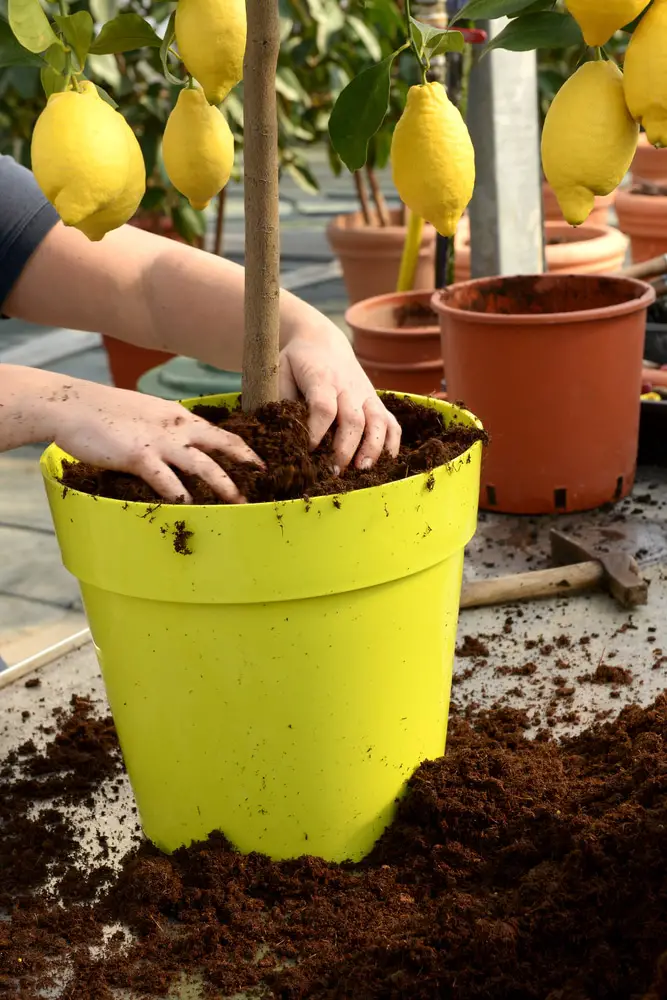 Gardener,Potting,A,Lemon,Tree,With,Fresh,Fruit,In,A