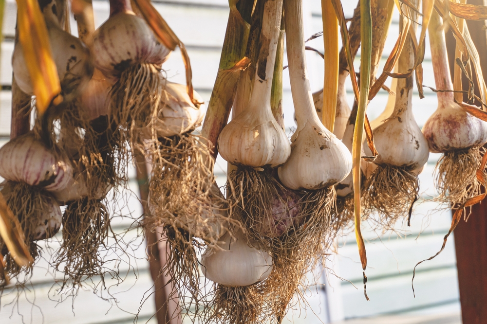 Curing garlic by hanging it in bunches.