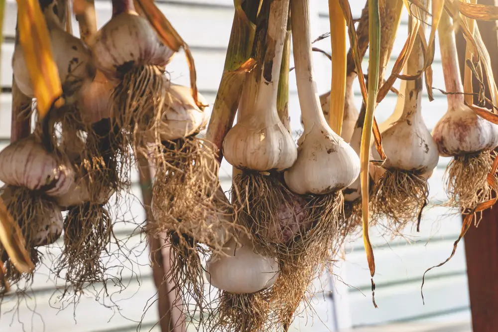 Curing garlic by hanging it in bunches.