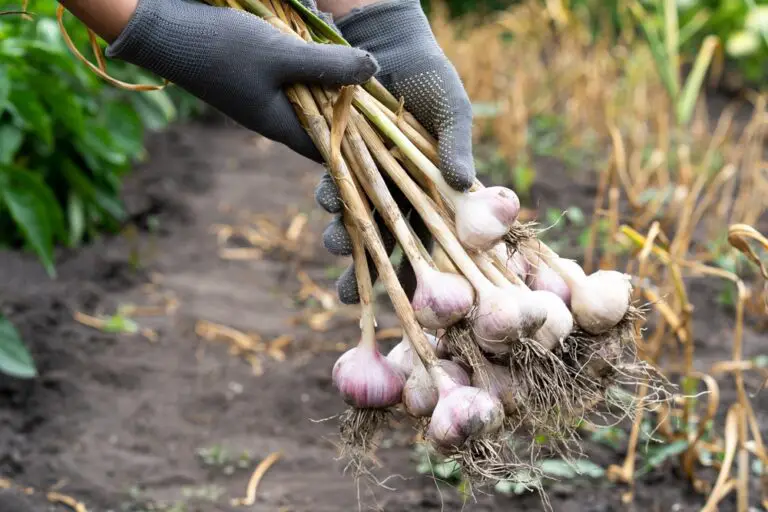 How to Harvest Garlic Tips for Timing and Techniques Green Garden Tribe
