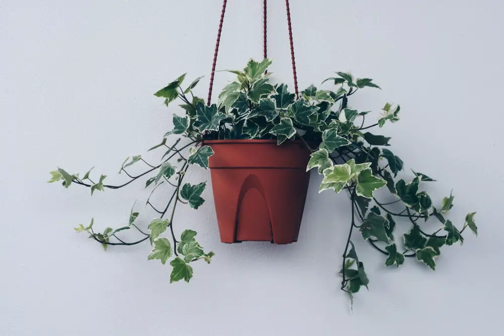 English Ivy (Hedera Helix)