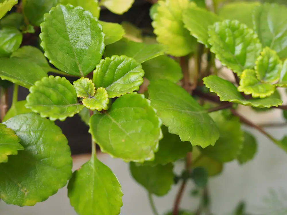 Swedish Ivy (Plectranthus Verticillatus)