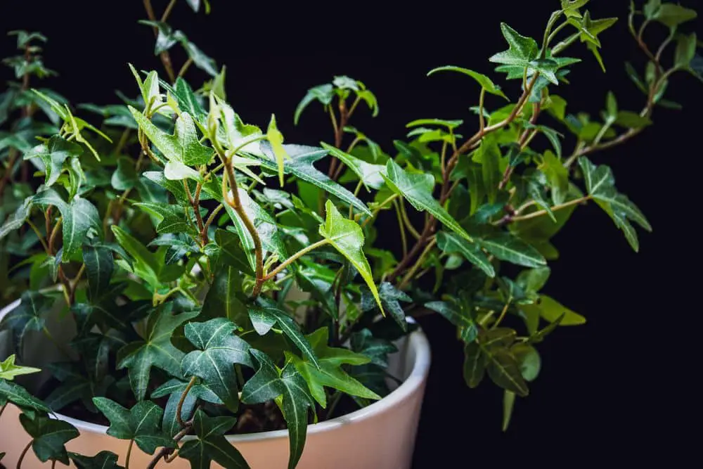Types of Indoor Ivy Plants