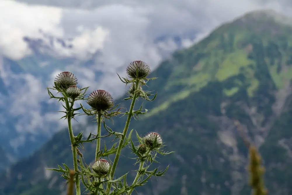 Alpine Thistle