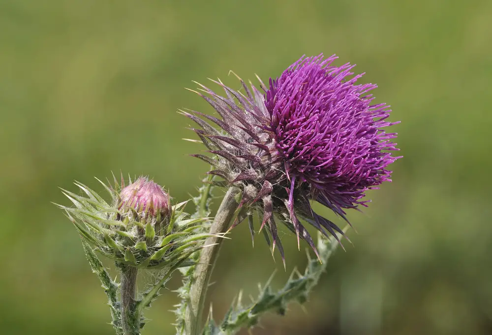 Musk Thistle