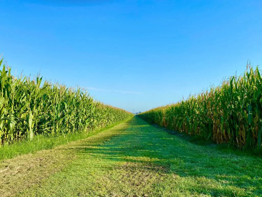 Corn Fields