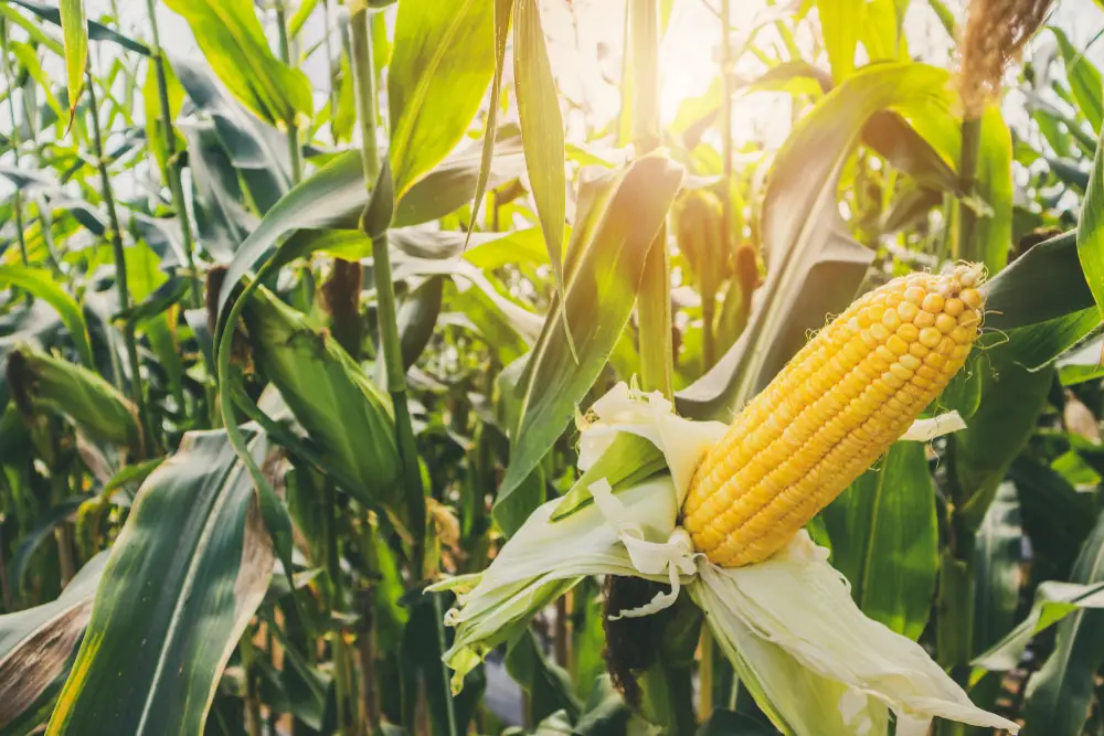 Understanding Corn Growth Stages: A Comprehensive Guide