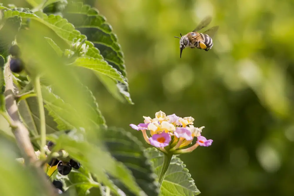 Southeastern Blueberry Bee (Habropoda laboriosa)