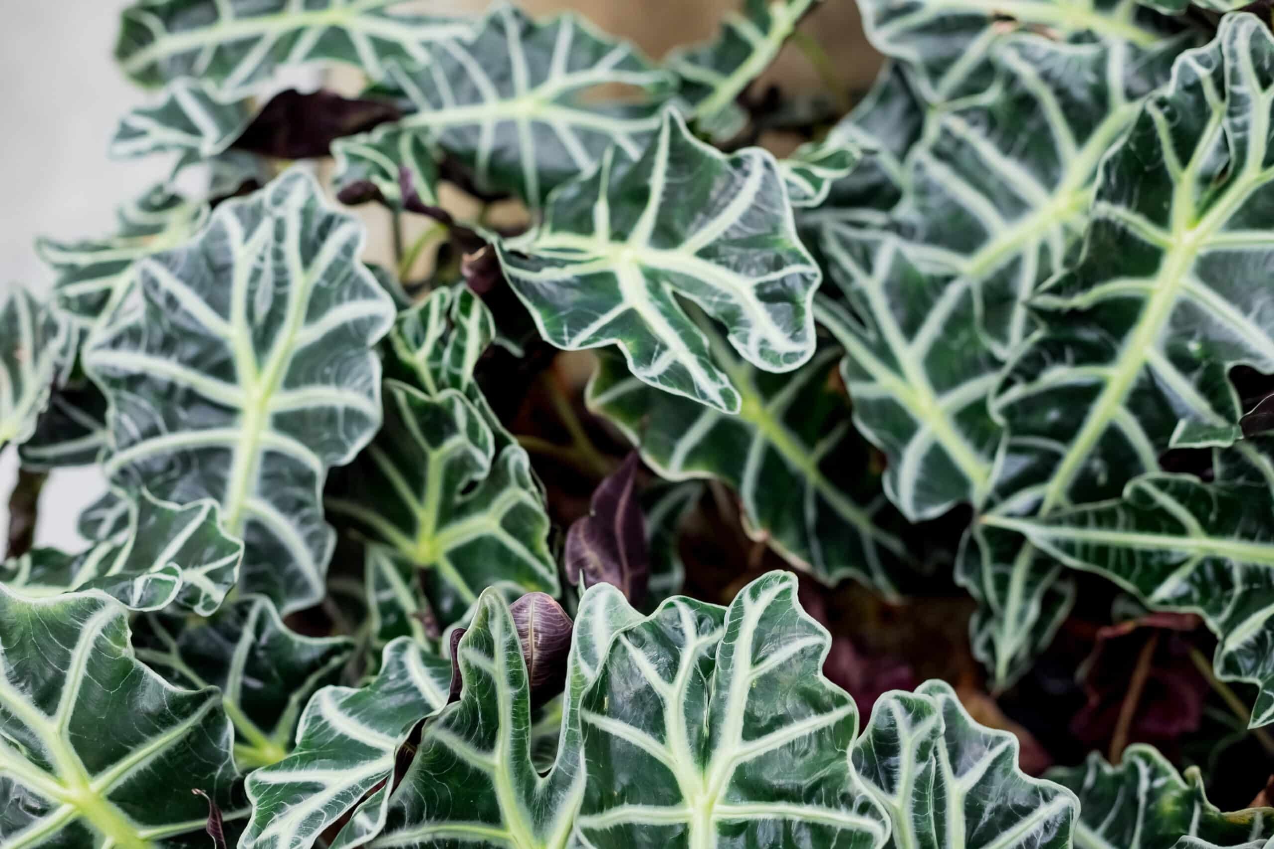 The Ultimate Guide to Caring for Alocasia Polly